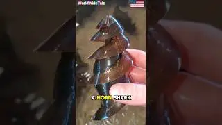 This Weird Spiral Egg Hatches a Shark!.