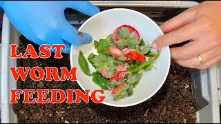 Red Wigglers Get Final Feeding Before Castings Harvest In Tiny Worm Bin Vermicompost Worm Farm