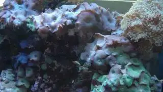 Vlamingi Tang, 300 Gallon Reef Tank, GLVD - Aquatic Empires