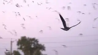 Swainson's hawk captures a Mexican free-tailed bat, and lets it go