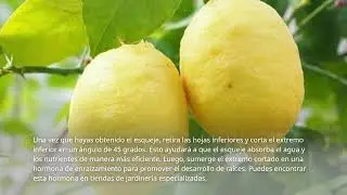 Como plantar un &aacute;rbol de lim&oacute;n sin semilla en 5 pasos simples