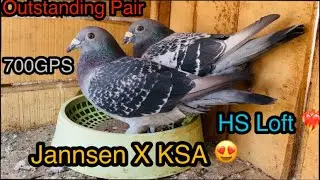 Racing pigeons 2025 | Janssen X KSA line breeder racing pigeons