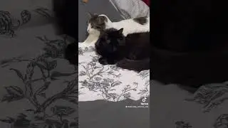 Cuddling Cats