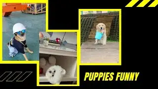Funny Smart Puppies
