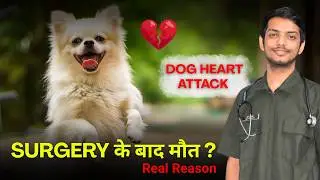 Surgery ke baad Dog ki sudden death? Heart Attack nahi&hellip; ye hai real cause