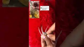 Iguana spike care tips Rocket The Iguana