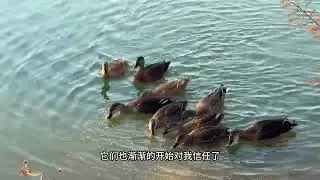 我和野鸭相处的日子，系列拍摄之，野鸭的要求其实很简单