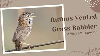 Rufous Vented Grass Babbler- rare species #babbler #rarebirds #naturallywild