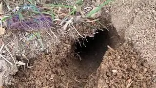 Busy Botta's Pocket Gopher (Thomomys bottae)