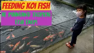 Feeding Koi fish at Mainland Tropical Fish Farm