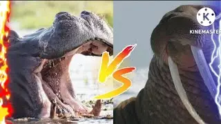HIPPO VS WALRUS WHO WOULD WIN