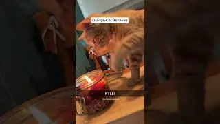 Orange Cat Behavior EXPLAINED (Funny & Crazy Moments!) #Shorts