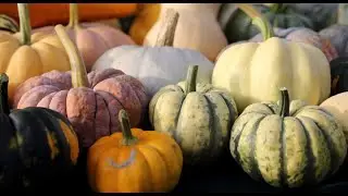 What are Heirloom Pumpkins? Find out Some Varieties and Learn How to Use Them