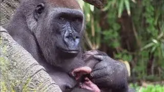Awww! Two cute baby gorillas born at New York Bronx Zoo