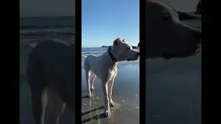 Just a day on the beach with #dogogang 🥰🌊