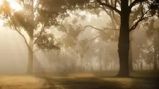 Plesent music video | Feel relaxing music and get relaxed  |