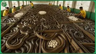How Chinese Farmer Uses Giant Eel Farming Raises millions of Eel for Meat | Agriculture Technology