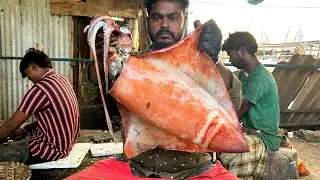 SQUID 🦑 KASIMEDU MURUGAN FISH 🐟 AMAZING CUTTING SKILLS #cuttingfishvideo