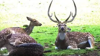 The deer of Bogor Palace in Indonesia