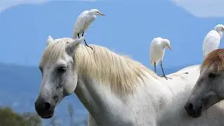 Aironi guardabuoi e cavalli Camargue: complici interessati