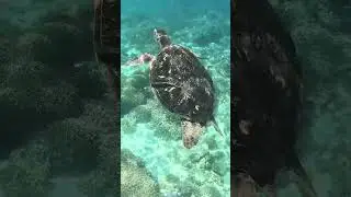 BEST PLACE TO SNORKEL IN THE PHILIPPINES 🇵🇭🐠| Apo Island, Visayas