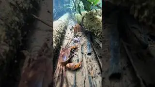 Dia Datang Dengan Berjalan Miring
