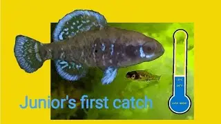 Elassoma gilberti offspring 2023