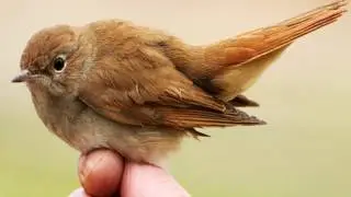 Brett Kull - Nightingale