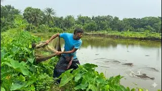 Traditional Net Fishing in Asian Village | Muddy Water Fish Catching | ABTVbd