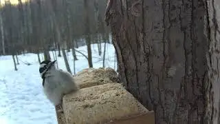 Up Close and Personal with a Female Downy Woodpecker  5 Minutes of Crystal Clear Close Up Footage