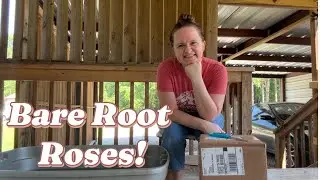 Unboxing Bare Root Roses from Grace Rose Farm