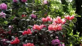 Lea Gardens, Derbyshire June2016