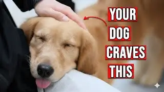 9 Things Your Dog SECRETLY Craves Every Day You're Missing #5