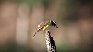 Bentevizinho de Asa Ferrug&iacute;nea (Myiozetetes cayanensis)