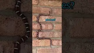 Nokia SNAKE in REAL LIFE!!!