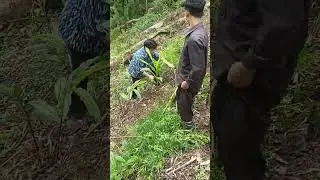 Cannabis plants eviction drive held at sakiang town mengio, District Papum pare, Arunachal Pradesh.