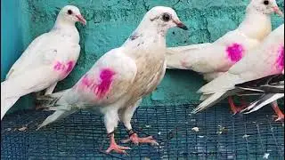 Punjabi malwai patte full guarantee ke for sale number 9967084771