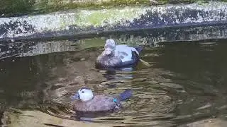Spectacled eider and White-headed duck