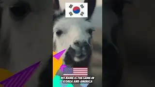 Песня про животных и корейский алфавит, весёлый K-pop, хип-хоп 90-х, изучение хангыля для детей #...