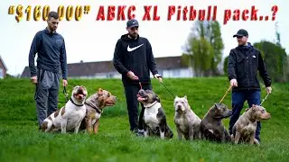 &ldquo;$160.000&rdquo; American XL Pitbull Pack..,? 🤯