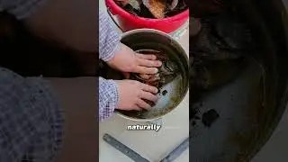 Turning Dried Flounder into Umami Magic!