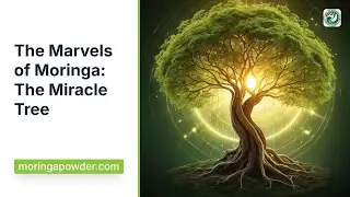 Why Scientists Call Moringa the Miracle Tree
