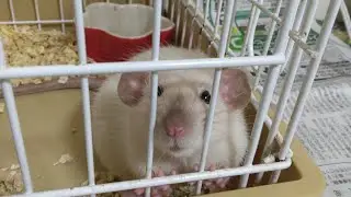 Fancy rat photo video collection ファンシーラットの写真動画集！＃ファンシーラット【ファンシーラット】【Fancy rat】