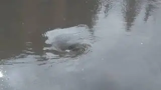 Storm drain taking water after sever storm caused minor flooding