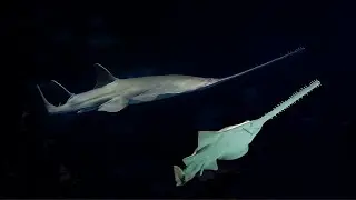 Know your Sawfishes - Endangered Animals