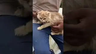 Cat bath❤️ #persiancat #catbathing