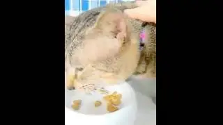 No.1 看板猫の蘭君　はじめての動画