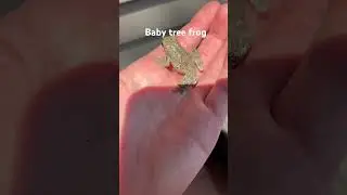 Baby tree frog #kayakfishingtips #freshwaterfish #walleyefishing #frog #fishspecies