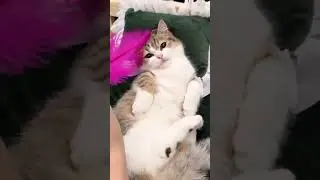 #cat #funny #happycats #catmemes #music #memes #trending #trendingshorts #new #reels