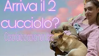 PRESENTARE IL SECONDO CANE AL PRIMO e come comportarsi
